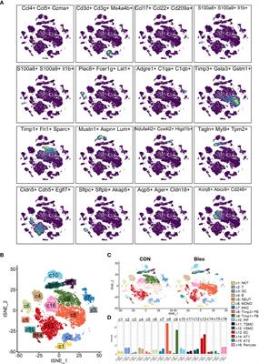 Appropriate level of cuproptosis may be involved in alleviating pulmonary fibrosis